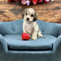 Aspen - Tri-color male Cavapoo puppy in Lancaster, Missouri from Cavapoo Acres
