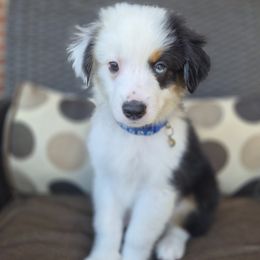Casey Jones - Black tri male Miniature Australian Shepherd puppy in Pittsburg, California from Delta Minis