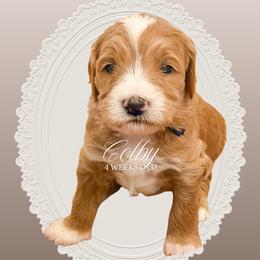 Colby - Apricot male Goldendoodle puppy in Garden Grove, California from Sunkissed Doodles