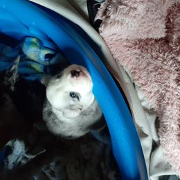 Pomsky Puppies from Ultimate Pomskies LLC