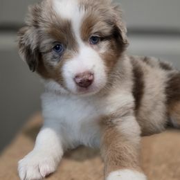 Red - Red merle male Miniature American Shepherd puppy in Statesboro, Georgia from Azure Miniature American Shepherds