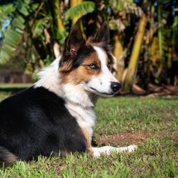Classy - Border Collie