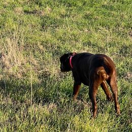Labrador Retrievers from Shining Diamonds Kennels