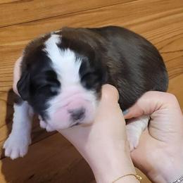 Mary - Brown and white female Saint Bernard puppy in Lowpoint, Illinois from Minnie's Majestic Saints