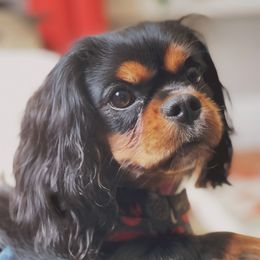 Raven - Cavalier King Charles Spaniel