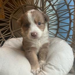 Cookie - Red tri-color female Australian Shepherd puppy in Grants Pass, Oregon from Carmel Mountain Aussies