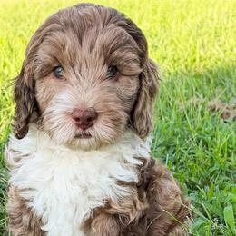 Goldendoodles and Golden Mountain Doodles from Howard Hills Doodles