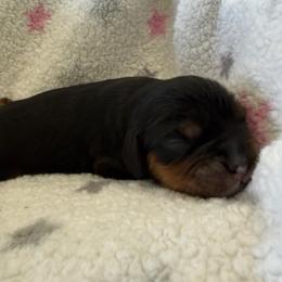 Majora (MJ) - Black and tan female Cavalier King Charles Spaniel puppy in Algona, Iowa from Pine Haven Cavaliers