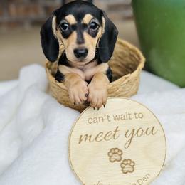 Dachshund Puppies from Jen's Doxie Den