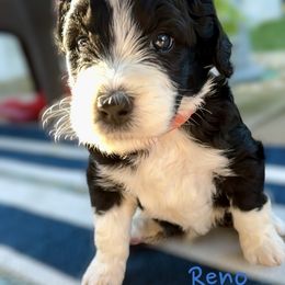 Bernedoodle and Goldendoodle Puppies from Doodling Around Indiana Poodles & Doodles