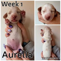 Aurelia - Cream female Dachshund puppy in Michigan from M.H.P Dachshunds