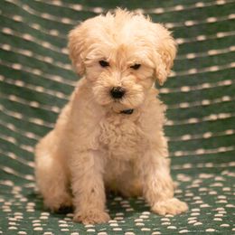 Goldendoodles and Labradoodles from ColeSouth Farms
