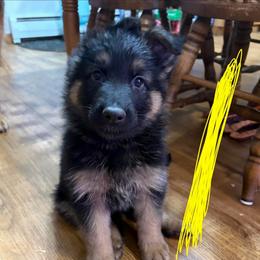 Yellow - Black and tan female German Shepherd puppy in Fort Wayne, Indiana from AA Kennel