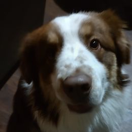 Bear - Australian Shepherd