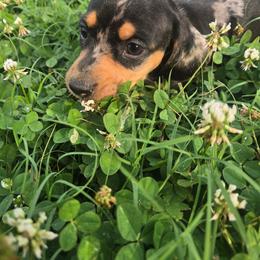 Gala - Black and tan female Dachshund puppy in Berry, Alabama from Whisper Gray