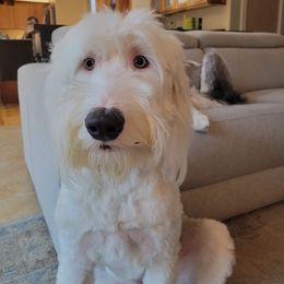 Golden Retriever and Old English Sheepdog All Grown Up from Saddle Rock Golden Retrievers & Old English Sheepdogs