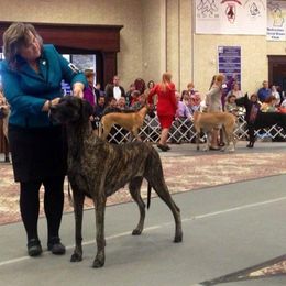 Great Dane Puppies from DaneDreams