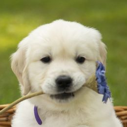 Golden Retrievers from Brooklin Canine