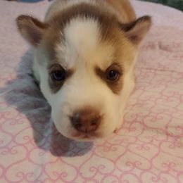 Bella - Siberian Husky puppy in Las Vegas, Nevada from Tranton Kennels