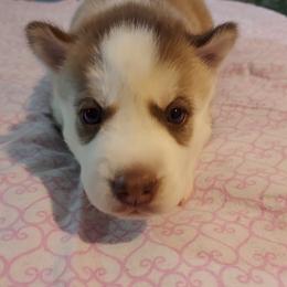 Bella - Siberian Husky puppy in Las Vegas, Nevada from Tranton Kennels