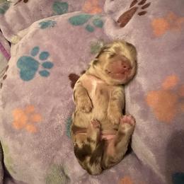 Chocolate Cream Dapple  Boy 1 - Dapple male Dachshund puppy in Madison, Indiana from Jensen Dobermans and Dachshunds