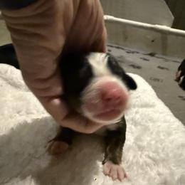 Girl 3 - Tri-color female Bernese Mountain Dog puppy in Loveland, Colorado from Grateful Bernese & Gage's Goldens