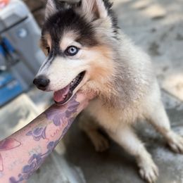 Gus - Silver and white male Pomsky puppy in Larue, Arkansas from The Looking Glass Kennel