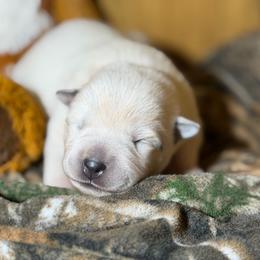 Goose - Blue speckled female Australian Cattle Dog puppy in Rosharon, Texas from 4Surge Cattle Dogs