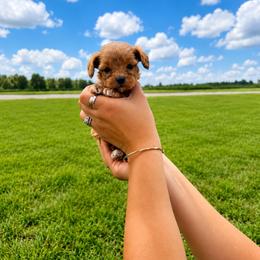 Aussiedoodle, Bernedoodle, Cavapoo, and Goldendoodle Puppies from Haas Pawz