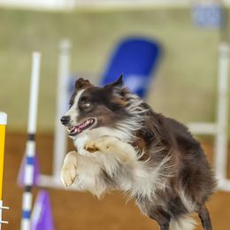 Border Collies from Triple T Stock Dogs