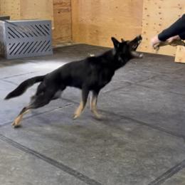 Bandit - German Shepherd
