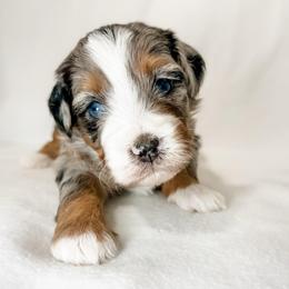 Gouda - female Australian Mountain Doodle puppy in Sharpsburg, Georgia from Steindoodles