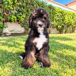 Bentley - Black male Sheepadoodle puppy in Los Angeles, California from Exquisite Doodles