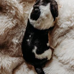 Newfoundland Puppies from Kinson Ridge Giants