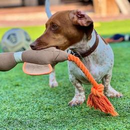 Dachshund All Grown Up from Doxies AZ