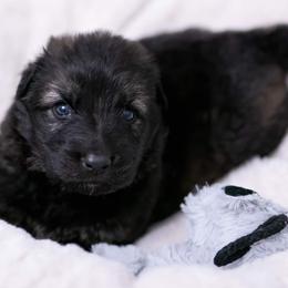 German Shepherd Puppies from Reign Land