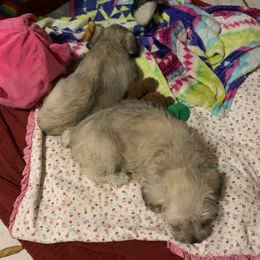 Miniature Schnauzers from Kim's Miniature Schnauzers