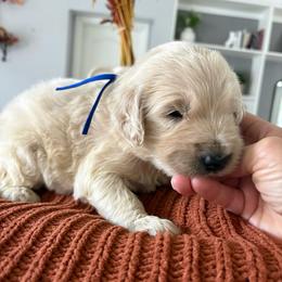 Dark blue - Cream male Goldendoodle puppy in Brooksville, Florida from Abby’s Standard Goldendoodles
