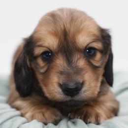 Blue- AKC Import Lines - Cream male Dachshund puppy in Coweta, Oklahoma from Sunnyside Dachshunds