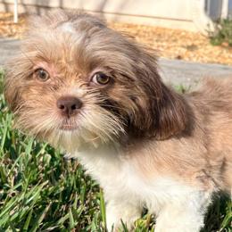 Cathy - Red and white female Shih Tzu puppy in Saint Johns, Florida from BEH Puppies LLC