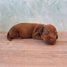 Urkel - Red male Dachshund puppy in Florence, Arizona from Doxie Town Az