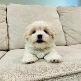 Maltipoo Puppies from Maine's Maltipoos
