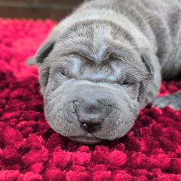 Girl 5 - Blue female Chinese Shar-Pei puppy in Autryville, North Carolina from T&D'S Razen Wrinkles Shar-pei
