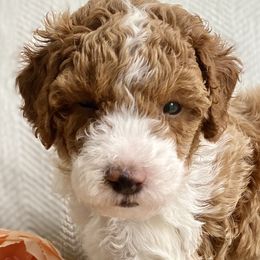 Poodles from Kennison Lane Poodles