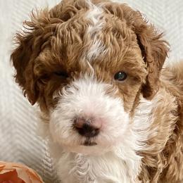 Poodles from Kennison Lane Poodles