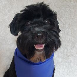 April - Miniature Schnauzer