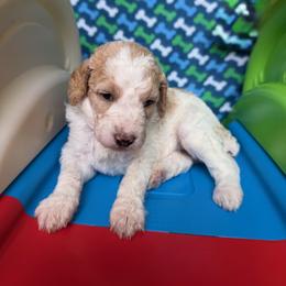 Switzerland - Parti female Poodle puppy in New Britain, Connecticut from Poodles of New England