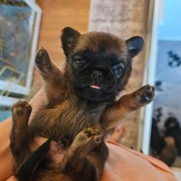 Jake - Belge male Brussels Griffon puppy in Welch, Minnesota from Baringer Brussels