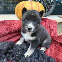 Ash - Black and white male Siberian Husky puppy in Ravena, New York from Osiris’s Siberians & Pomskies