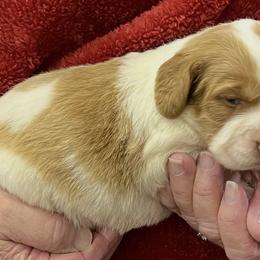 Missi girl 3 - White and orange female Brittany puppy in Floyd Knobs, Indiana from Cross Creek Brittanys
